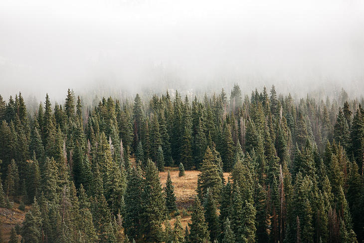 Bilde av skog